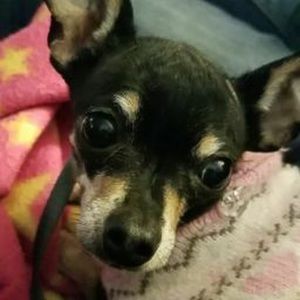 Meet your Posher, Audrey